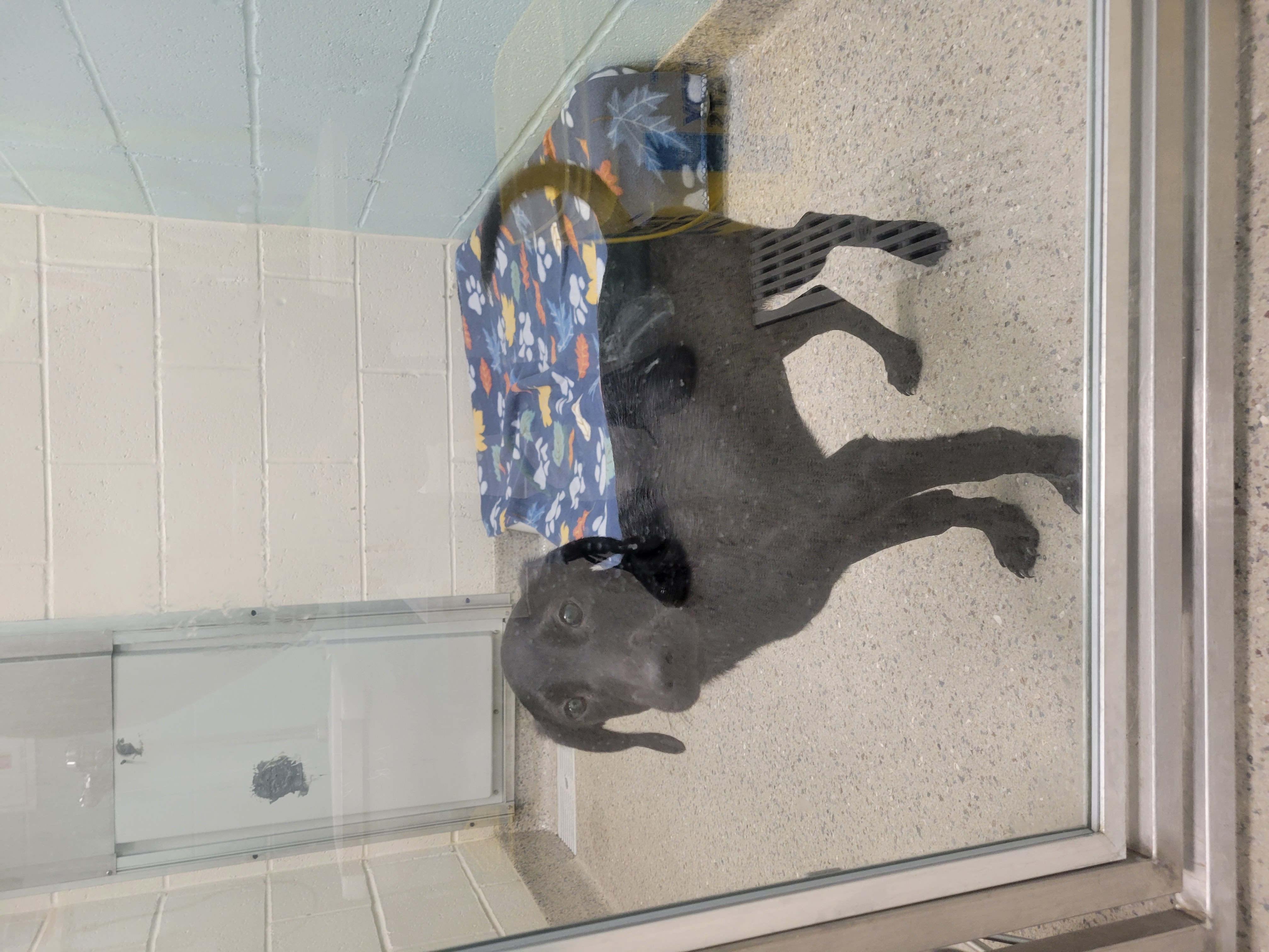 Learn More About Klover (in Foster)