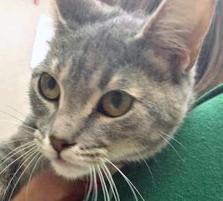 View Natasha the Cat Photo #2