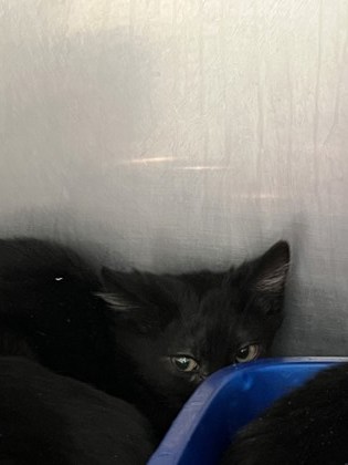 View Clawdia the Cat Photo #1