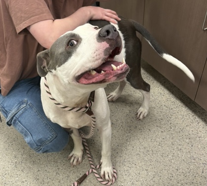 View Apollo the Dog Photo #1