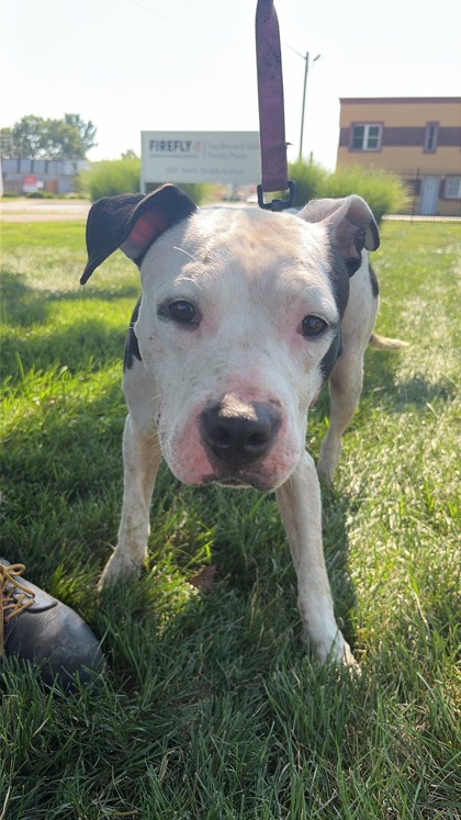 Help Rehome This Dog Dog