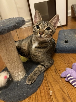 POOH BEAR - Domestic Medium Hair / Mix available for adoption