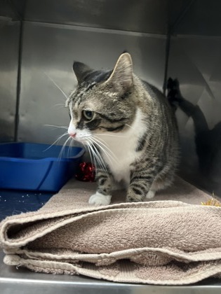 View Cinnamon the Cat Photo #1