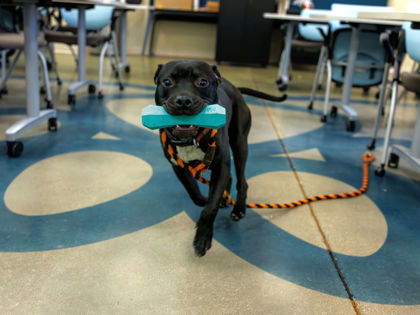 View Rowan the Dog Photo #2