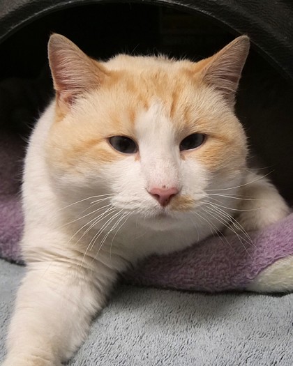 Learn More About Paw Mccartney