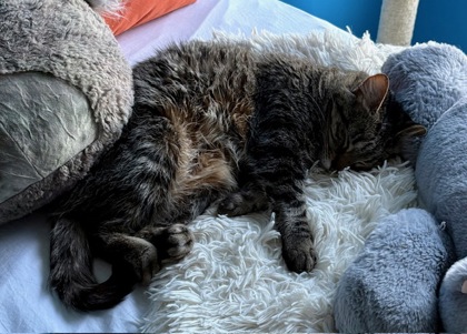 View Beep the Cat Photo #1