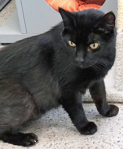 View Fatboy (Bonded To Rudy)(in Foster) the Cat Photo #1