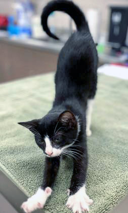 View Mazi the Cat Photo #1