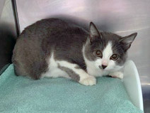 View Whiskers (in Foster) the Cat Photo #1