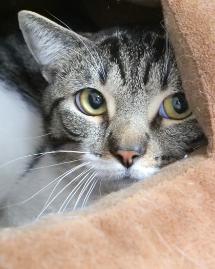 Learn More About Clancy Photo of Clancy