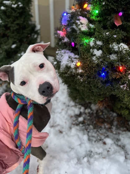 View Lola Girl the Dog Photo #1