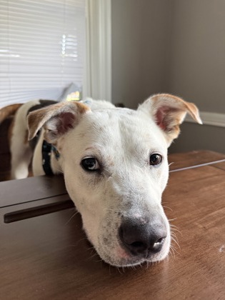 Photo of Dewy