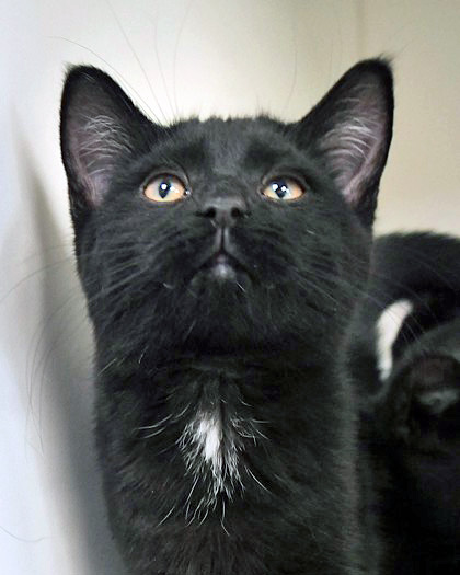 Have You Seen Binx? Cat