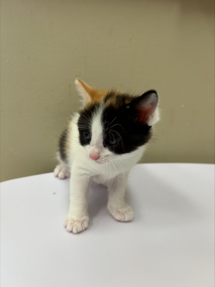 SUN BEAR - Domestic Shorthair / Mix available for adoption