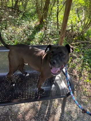 View Titan the Dog Photo #2