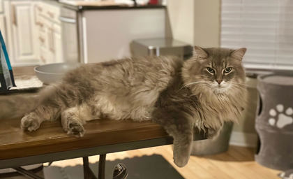 Have You Seen Ringo? Cat