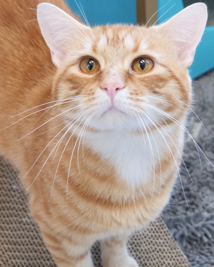 Simba