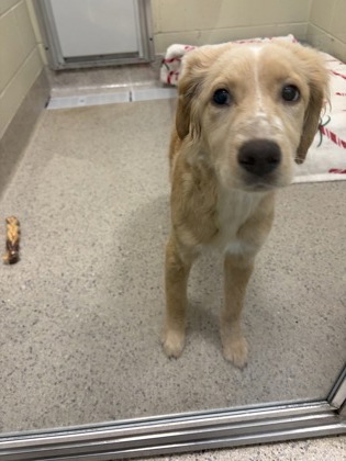 View Princess Buttercup the Dog Photo #1