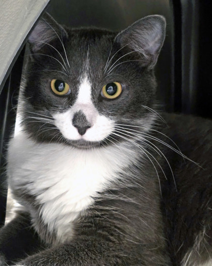 View Zuko the Cat Photo #1