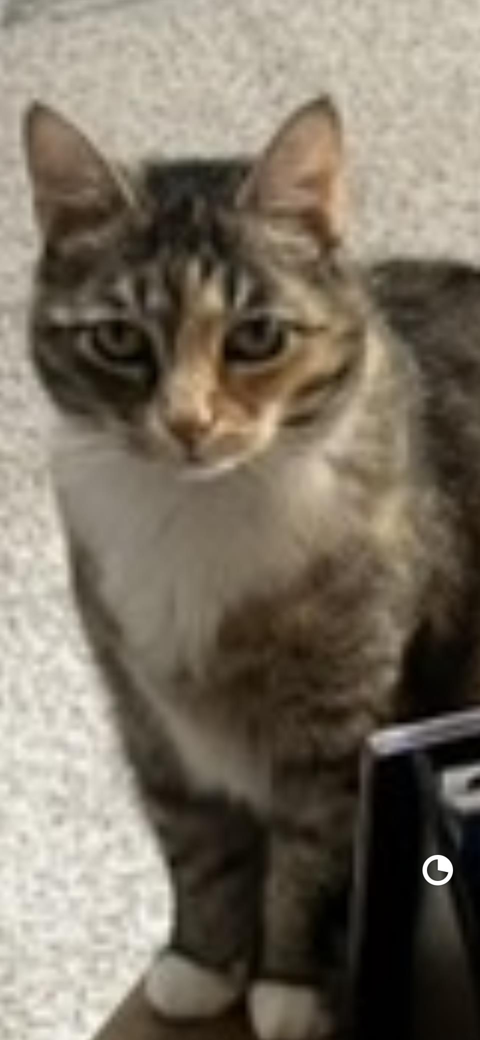 Have You Seen Ms. Puss? Cat