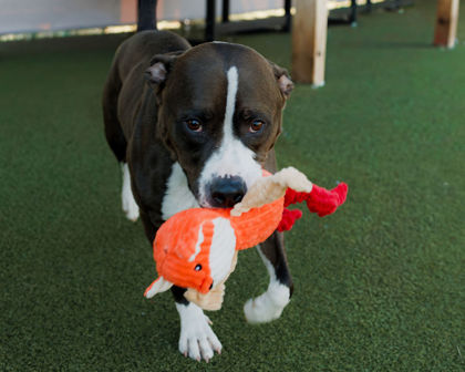 View Froggy the Dog Photo #1