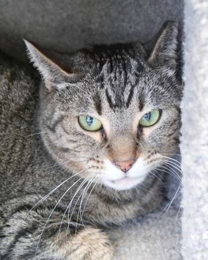 Learn More About Tito