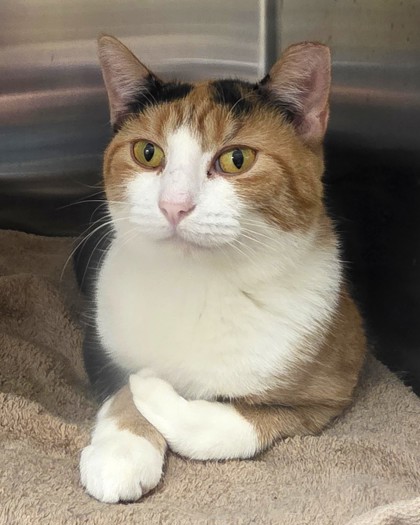 View Lillia (In Foster) the Cat Photo #1