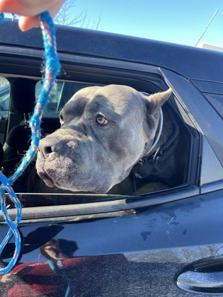 View Snow Goose the Dog Photo #1