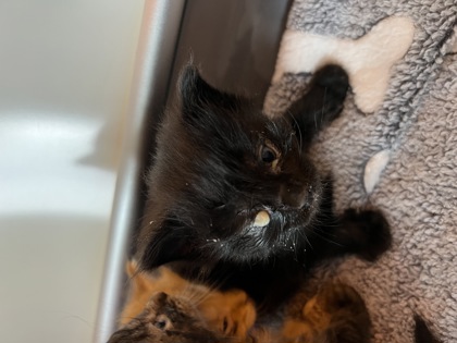 Help Rehome This Cat Cat