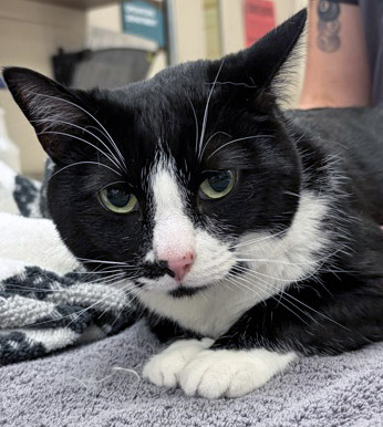 View Mazi the Cat Photo #2