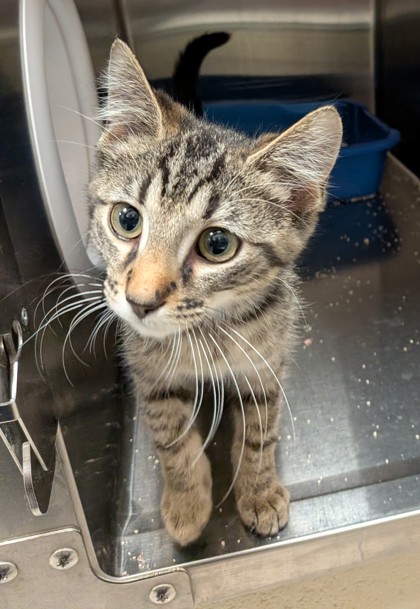 View Churro the Cat Photo #2