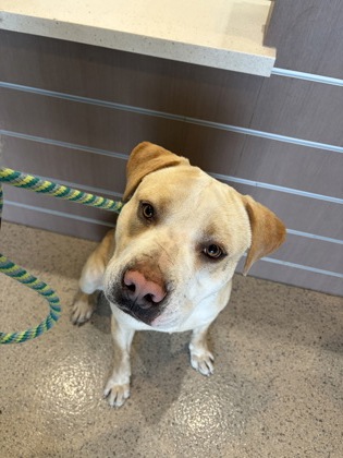 View Toast the Dog Photo #1