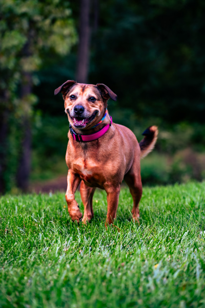 Dog