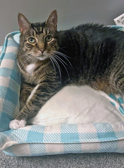 View Kaiko the Cat Photo #1