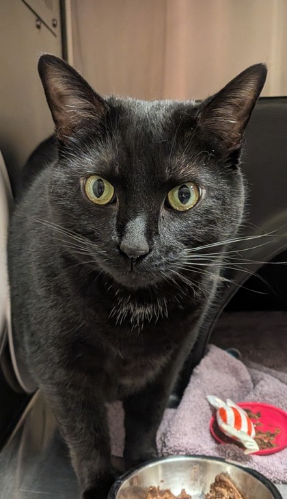 View Envy the Cat Photo #1