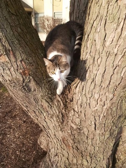 Have You Seen Thia? Cat