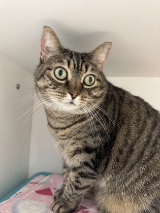 View Sweet Mama the Cat Photo #2