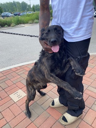 Help Rehome This Dog Dog