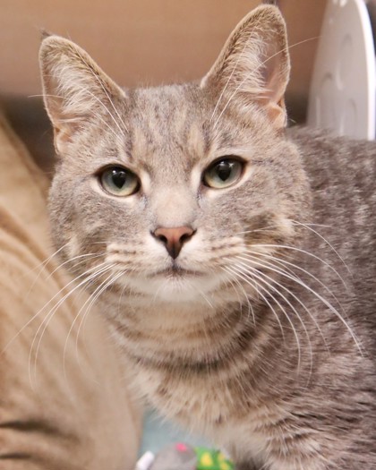 Blinky (Smitten Kitten)