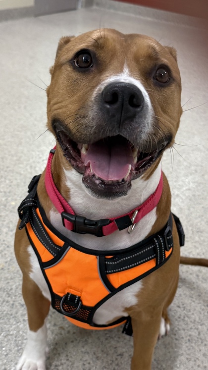 View Tiki the Dog Photo #2