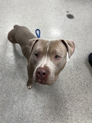 View Found Dog Photo #1