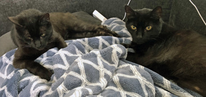 View Rudy (Bonded To Fatboy)(In Foster) the Cat Photo #2