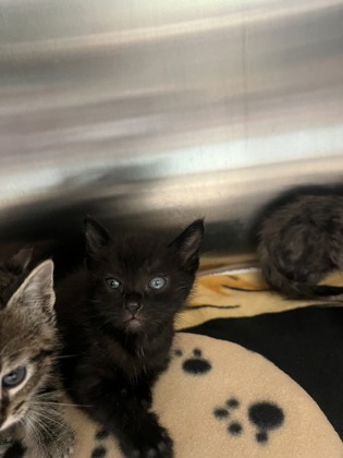 Help Rehome This Cat Cat