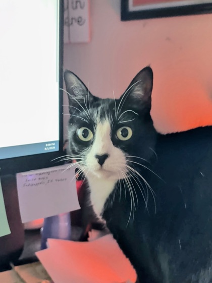 Have You Seen Sophie? Cat