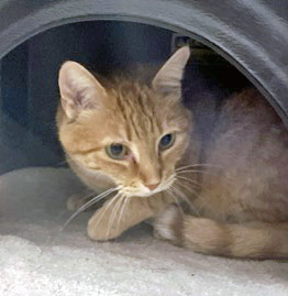 View Beesley the Cat Photo #2