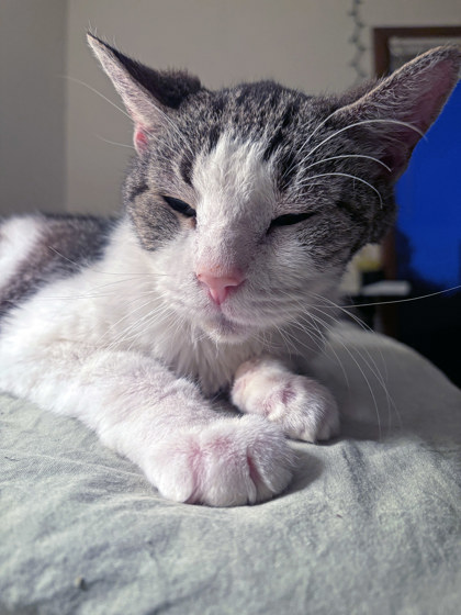 View Sir Randall (In Foster) the Cat Photo #2