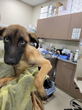 Help Rehome This Dog Dog