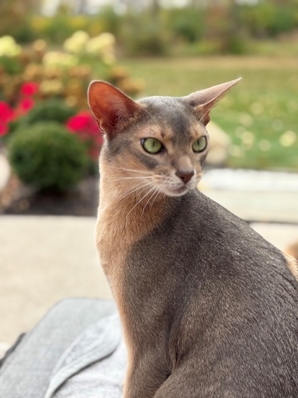 Cat