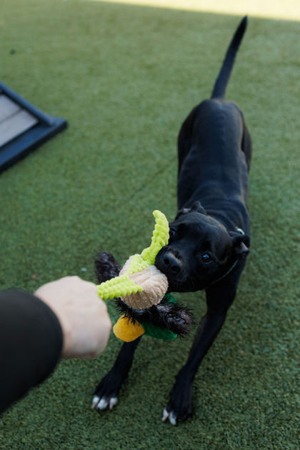 View Tiny Dancer the Dog Photo #1