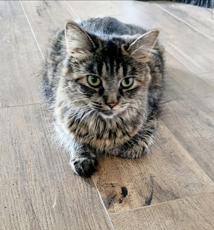 View Dottie the Cat Photo #3